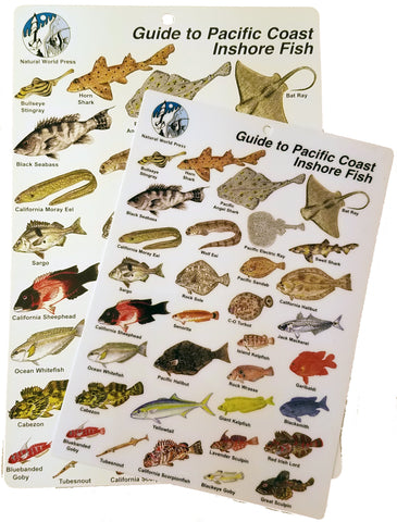 Pacific Coast Fishes Card